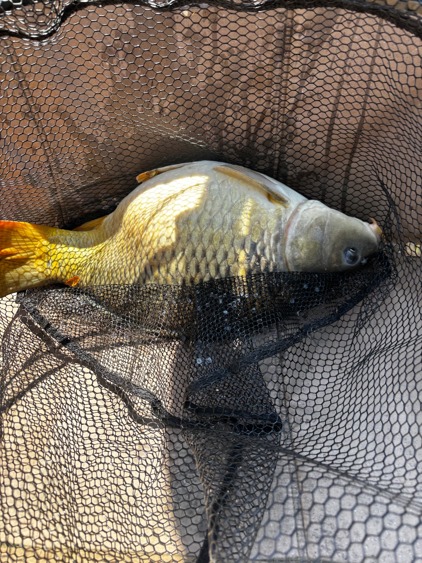 🎁 METHOD CARP – MYSTERY BOX