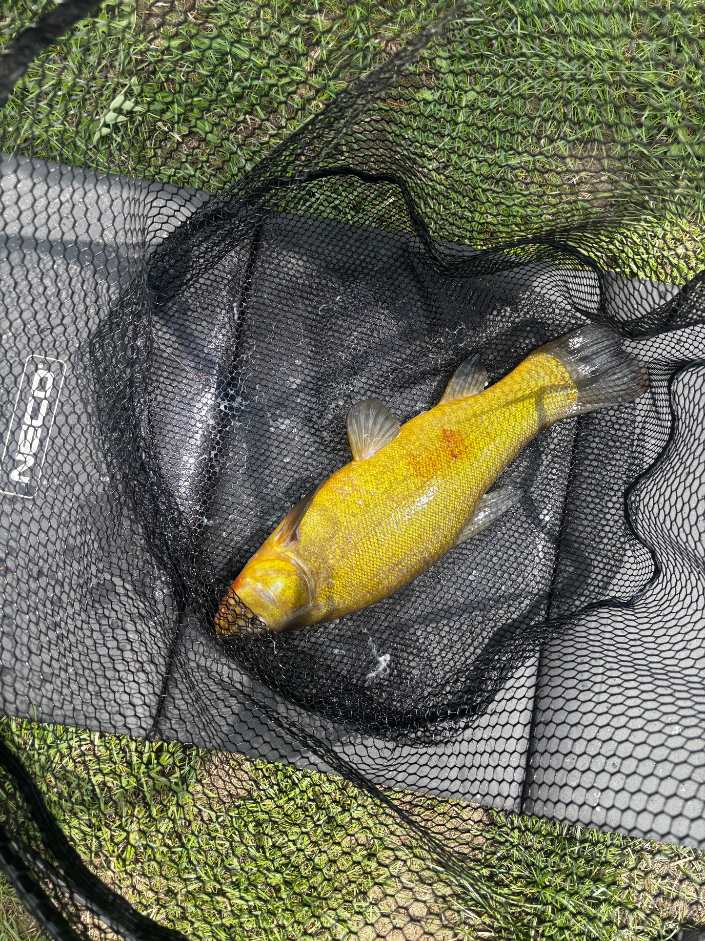 🎁 METHOD CARP – MYSTERY BOX