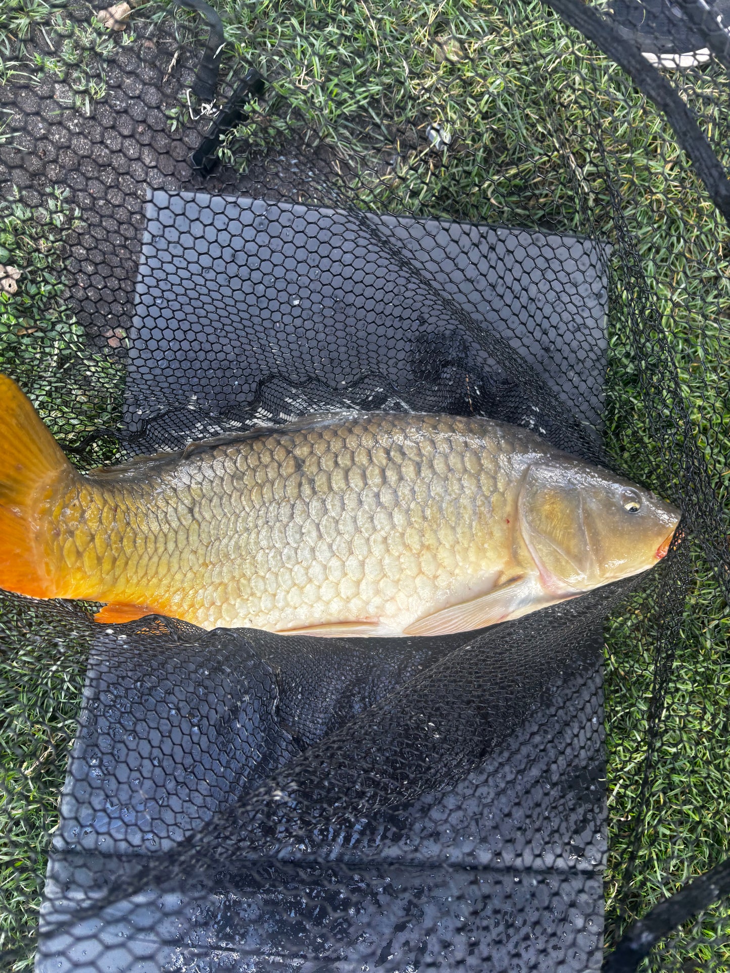 🎁 METHOD CARP – MYSTERY BOX